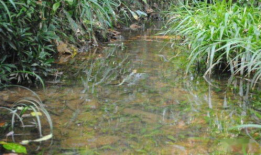 国产精品 草,草生科技，引领绿色生活新风尚